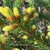 Picea abies 'Argenteospica' 24W18 Norway N4- (Germany 1800s) Inte