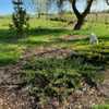 Juniperus chinensis 'Parsonii' 24W18 Parson's Juniper J3- (Ground