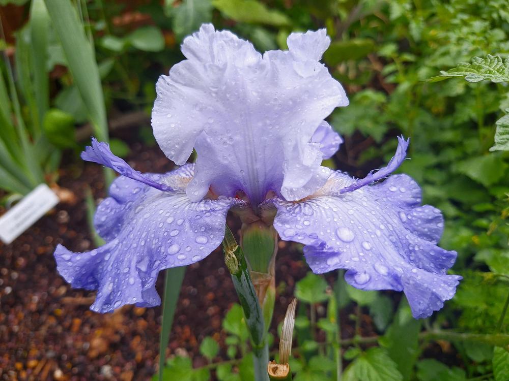 Photo of Tall Bearded Iris (Iris 'Cyber Chaser') uploaded by javaMom