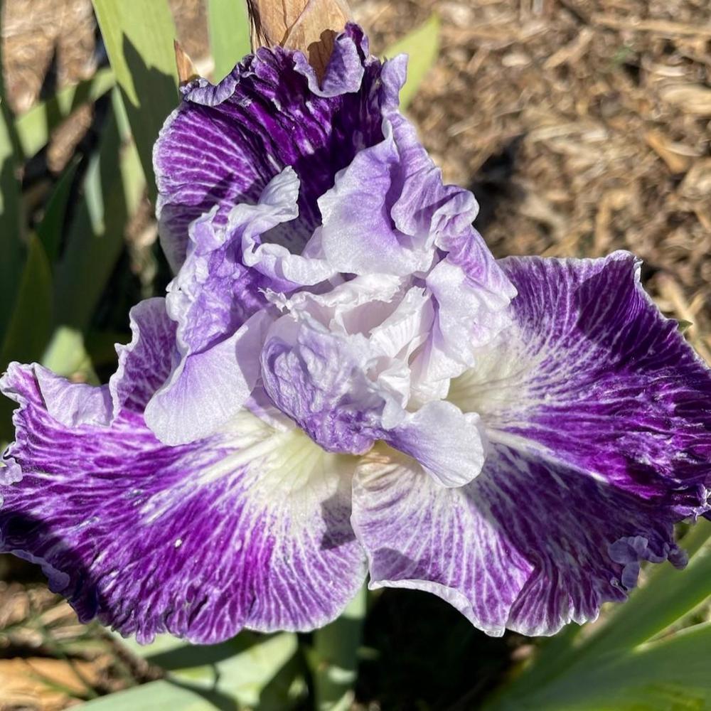 Photo of Tall Bearded Iris (Iris 'Telepathy') uploaded by Bloomerrang