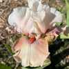 Royal Pink at Bloomer-Rang Iris Farm