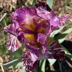 Location: Wilhoit, AZ
Date: April 2024
Total Chaos at Bloomer-Rang Iris Farm