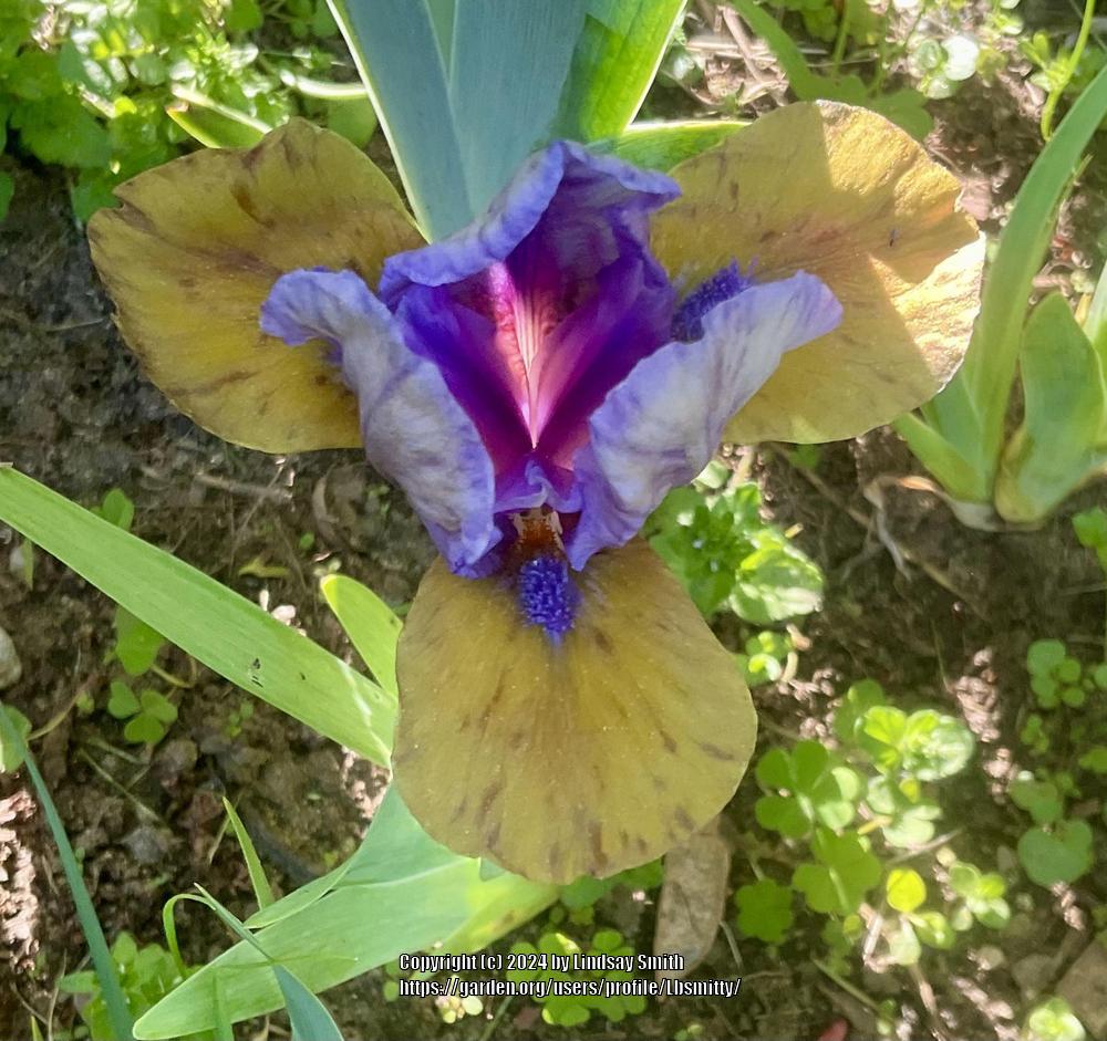 Photo of Standard Dwarf Bearded Iris (Iris 'What Again') uploaded by Lbsmitty