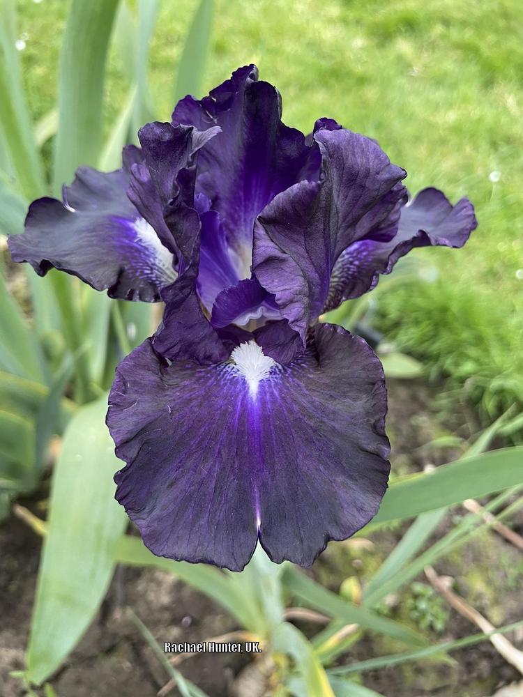 Photo of Intermediate Bearded Iris (Iris 'Midnight Ice') uploaded by RachaelHunter