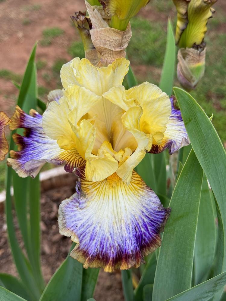Photo of Tall Bearded Iris (Iris 'Burst of Energy') uploaded by Winklemanmr