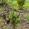 Juniperus communis 'Hibernica' 24W18 Common Juniper J3- (columnar