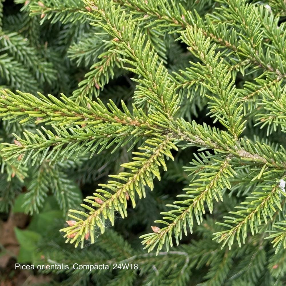 Photo of Spruce (Picea orientalis 'Compacta') uploaded by frankrichards16