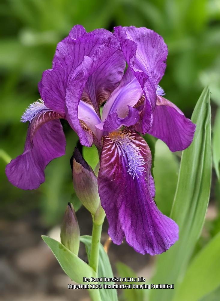Photo of Species X Iris (Iris 'Eternal Summer') uploaded by Artsee1