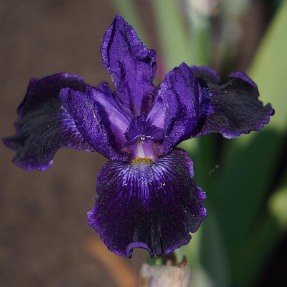 Photo of Intermediate Bearded Iris (Iris 'Star in the Night') uploaded by D3LL