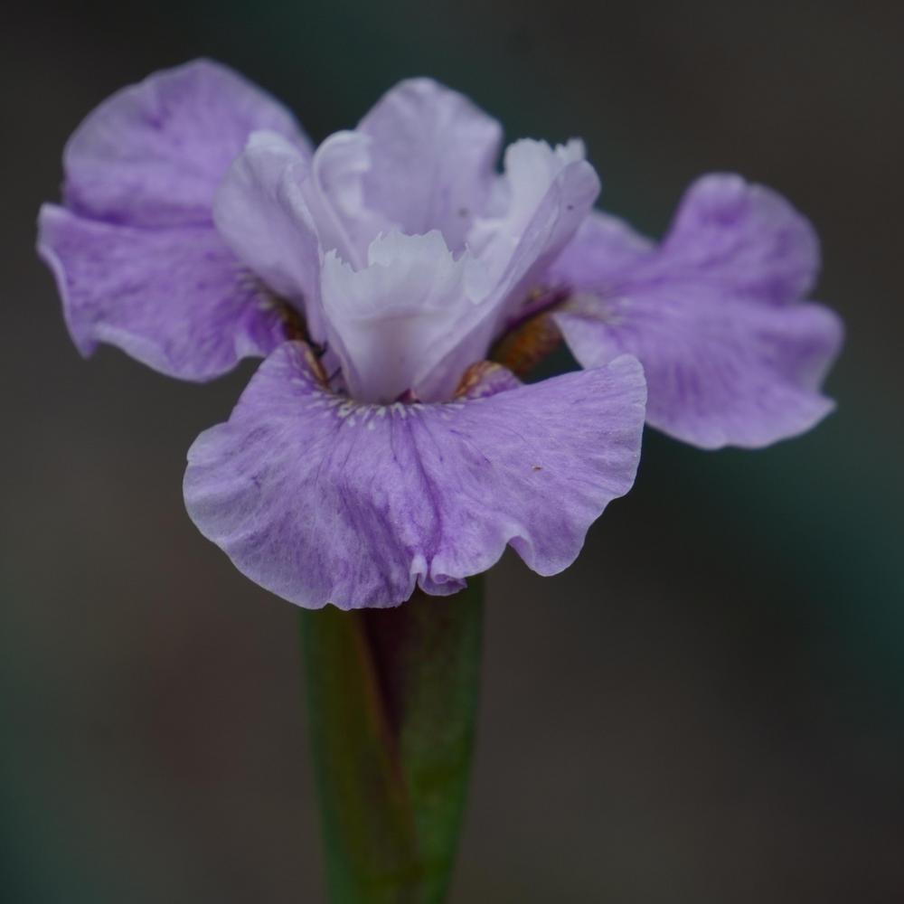 Photo of Species X Iris (Iris 'Sibtosa Duchess') uploaded by D3LL