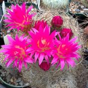 I bought this cactus from Fred Katterman at a Conn Cactus and Suc