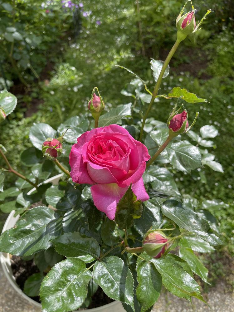 Photo of Rose (Rosa 'Bernadette Lafont') uploaded by MargitVienna