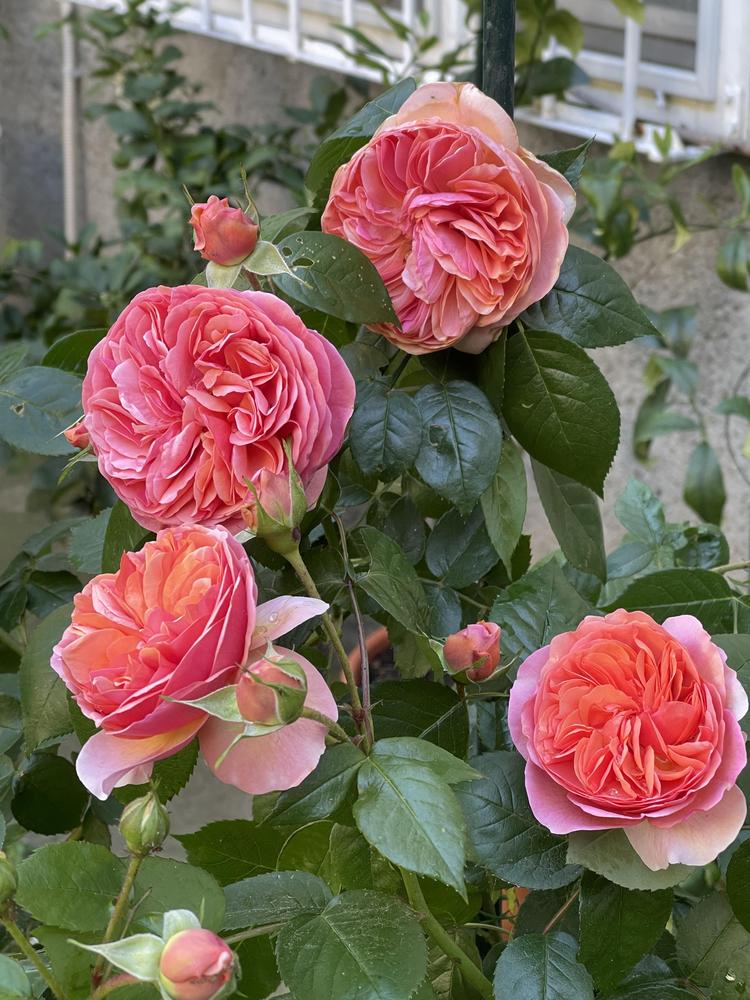 Photo of Shrub Rose (Rosa 'Chippendale') uploaded by MargitVienna