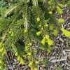 Picea abies 'Gold Drift' 24W18 Norway Y1- (Bob Fincham 1990) Weep