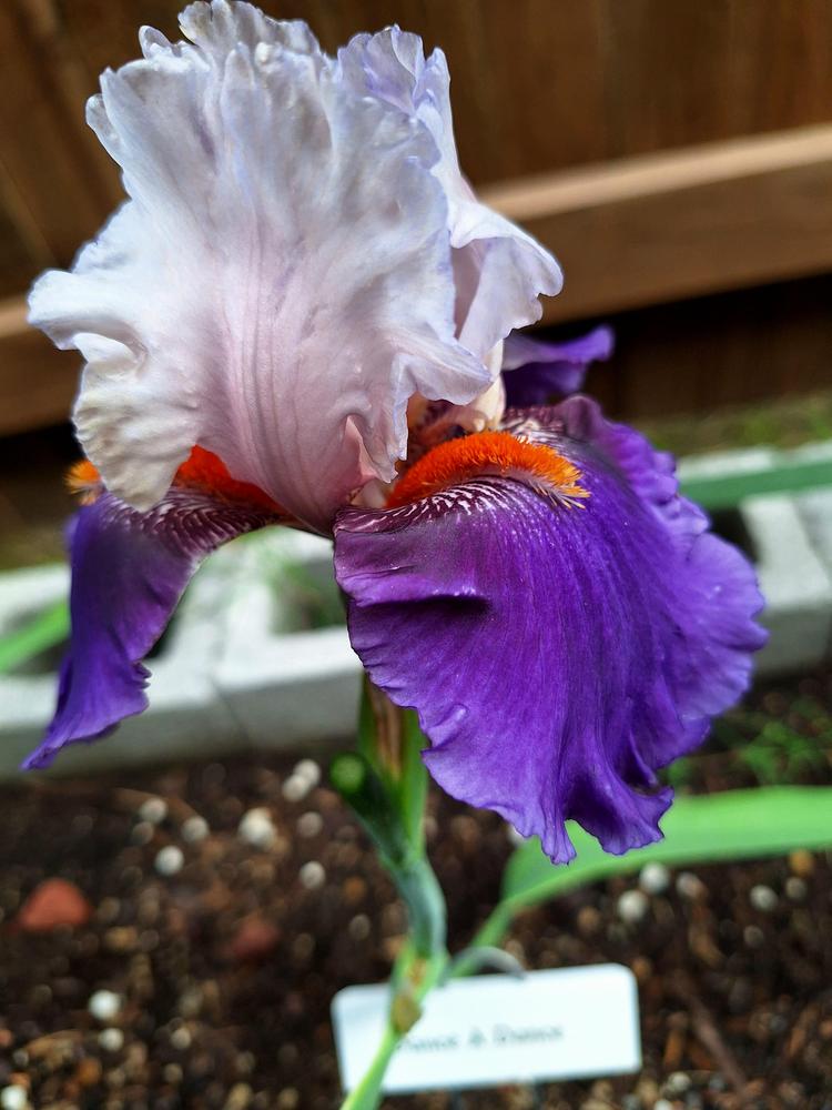 Photo of Tall Bearded Iris (Iris 'You Grow Girl') uploaded by javaMom