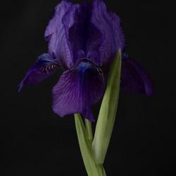 Location: Vancouver, BC, Canada
Date: 2024-05-03
#Iris 'Eternal Summer' near-species cross (Iris SDB 'Forever Blue