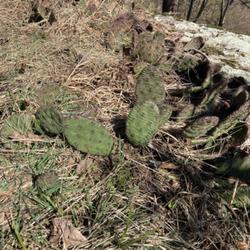 Location: Cactus Ledge on the Vista Loop Trail in Ramapo Valley County Reservation, Mahwah, NJ
Date: 2024-03-29
The cacti are just resuming growth after winter. They are growing