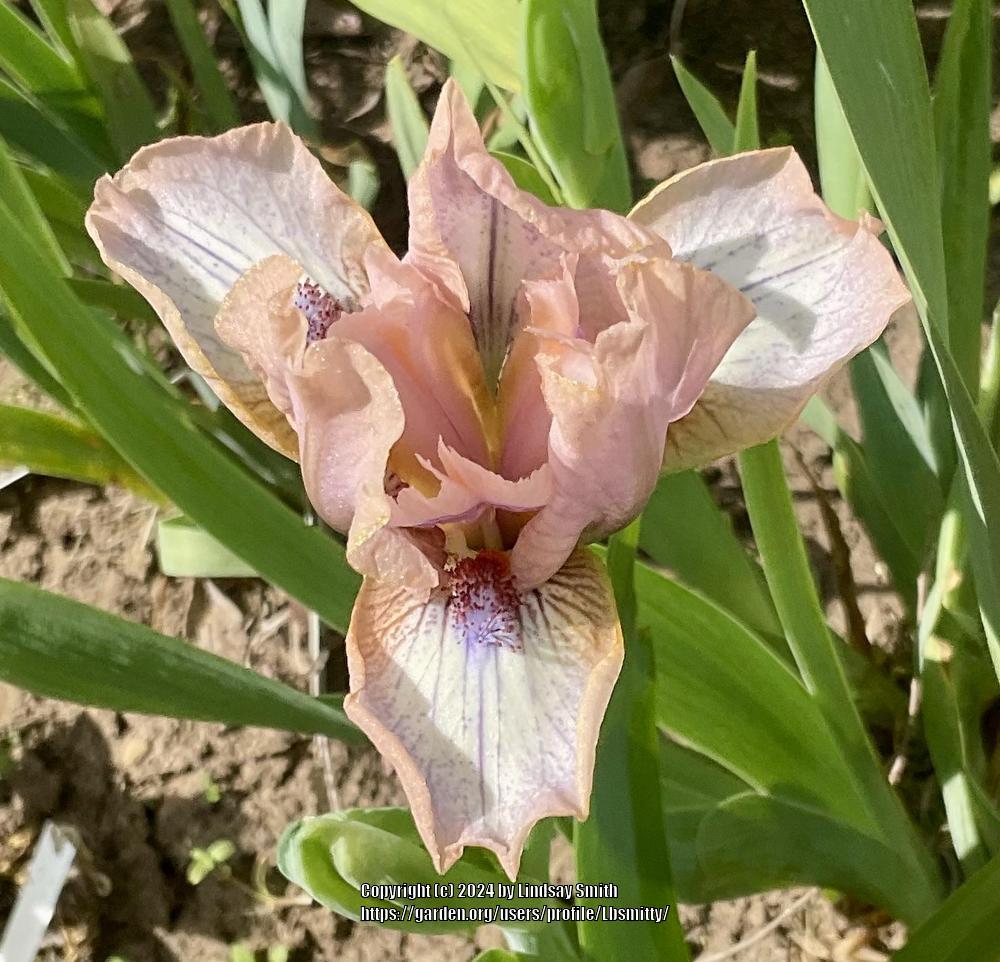 Photo of Standard Dwarf Bearded Iris (Iris 'Bee's Knees') uploaded by Lbsmitty