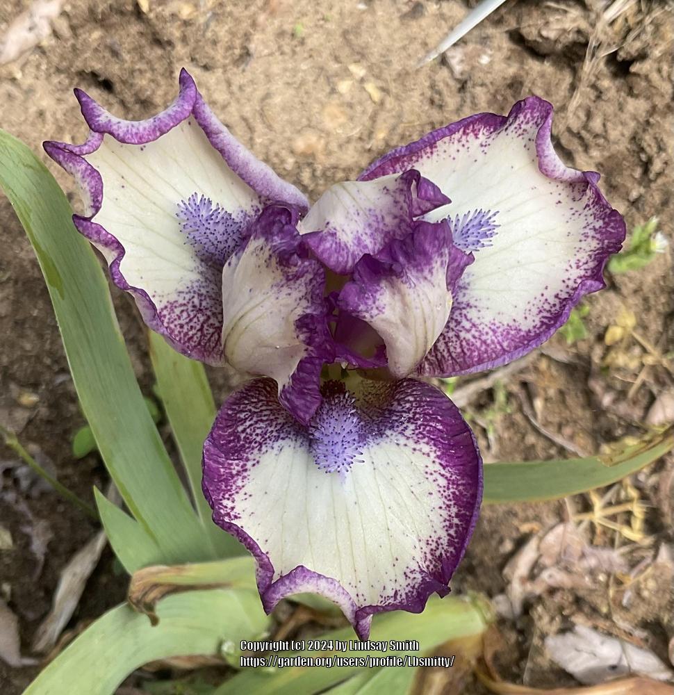 Photo of Standard Dwarf Bearded Iris (Iris 'Perfect Balance') uploaded by Lbsmitty