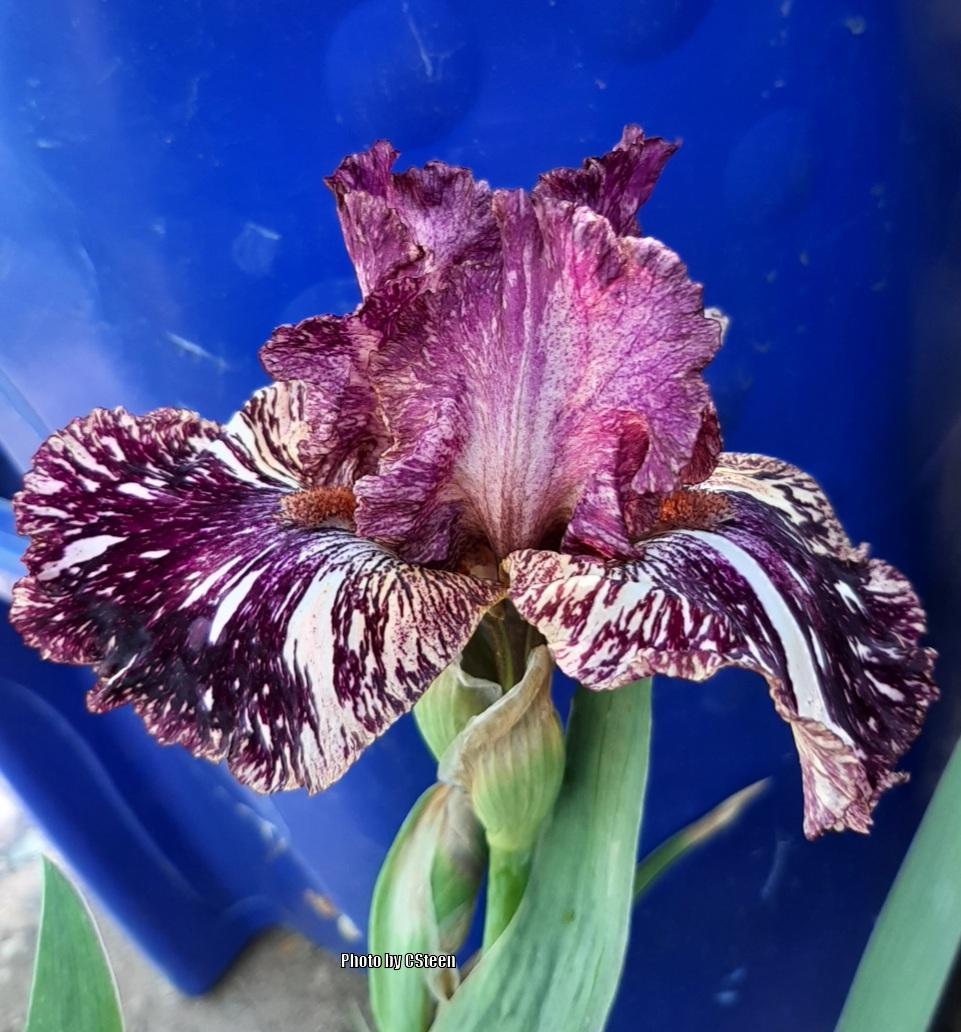 Photo of Tall Bearded Iris (Iris 'Fault Lines') uploaded by MisterIris