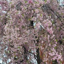 Location: Toronto, Ontario
Date: 2024-05-05
Weeping Yoshino Cherry (Prunus x yedoensis 'Perpendens').