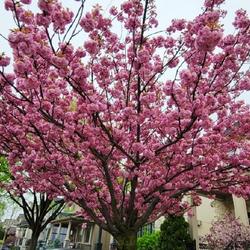 Location: Toronto, Ontario
Date: 2024-05-05
Japanese Flowering Cherry (Prunus serrulata 'Kanzan').