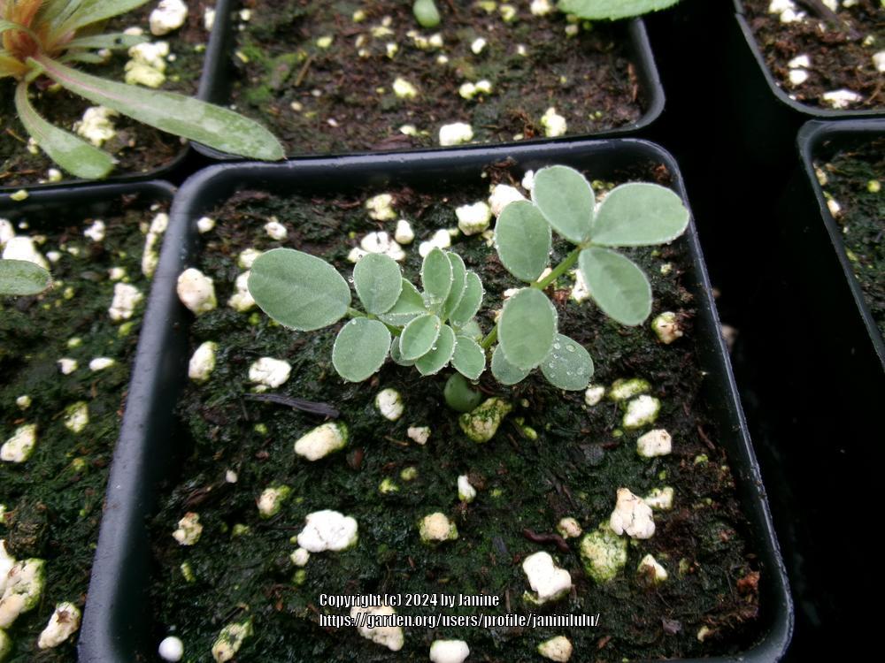 Photo of Groundplum (Astragalus crassicarpus) uploaded by janinilulu