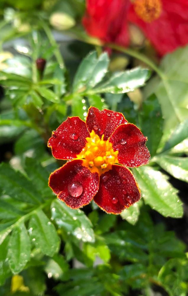 Photo of French Marigold (Tagetes erecta 'Disco Red') uploaded by poisondartfrog