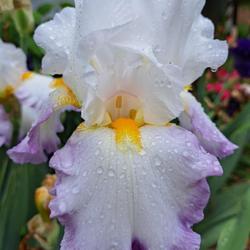 Location: Bassett, VA (Zone 7a)
Date: 2024-05-06
One of my latest irises to open. So pretty!