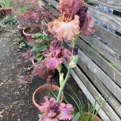 Location: Sonoma County, California
Date: 2024-04-26
First year flower stalk had so many Flowers!