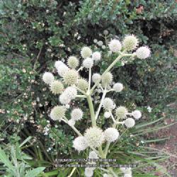 Location: Bide a Wee Cottage garden, Northumberland, England UK 
Date: 2013-08-21
Eryngium pandanifolium