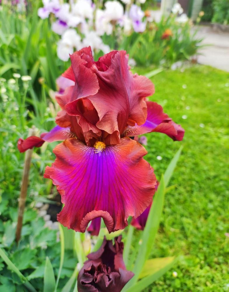 Photo of Tall Bearded Iris (Iris 'Rosso Relativo') uploaded by JozicaPL