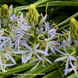 Location: Clinton, Michigan 49236
Date: 2024-05-06
Camassia leichtlinii coerulea 'Blue Heaven' 24W19 Camass S4- (aka