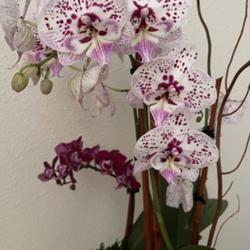 Location: My garden in Tampa, Florida
Date: 2024-05-04
My stunning new orchids.