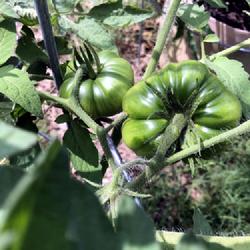 Location: Cedar Creek, Texas
Date: 2024-05-07
Cherokee Purple tomatoes
