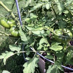 Location: Cedar Creek, Texas
Date: 2024-05-07
Cherokee Purple tomatoes