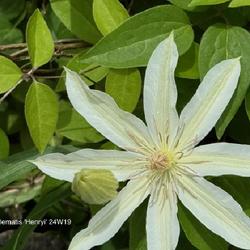 Location: Clinton, Michigan 49236
Date: 2024-05-07
Clematis 'Henryi' 24W19 Clematis S1- (Clematis) Queen of the Vine