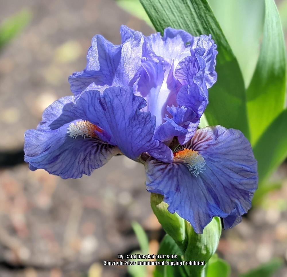 Photo of Standard Dwarf Bearded Iris (Iris 'Fires of Fiji') uploaded by Artsee1