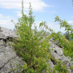 Location: Hawk Mountain Sanctuary, Pennsylvania
Date: 2024-05-07
sapling growing among boulders of the North Outlook