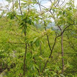 Location: Hawk Mountain Sanctuary, Pennsylvania
Date: 2024-05-07
tops of trees with foliage, flowers, and stems