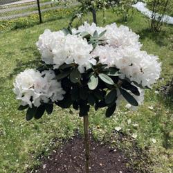 Location: Lithuania
Date: 2024-05-08
Rhododendron Schneekrone on 80 cm standard