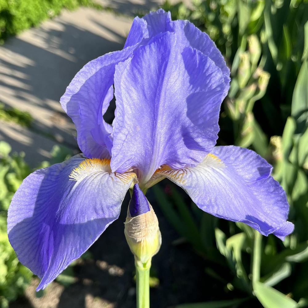 Photo of Tall Bearded Iris (Iris 'Great Lakes') uploaded by lauriemorningglory
