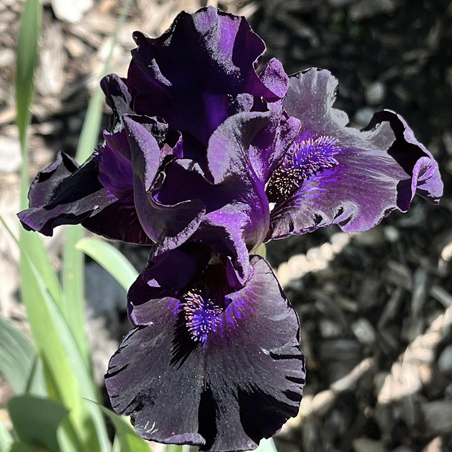 Photo of Intermediate Bearded Iris (Iris 'Il Fait Nuit') uploaded by lauriemorningglory