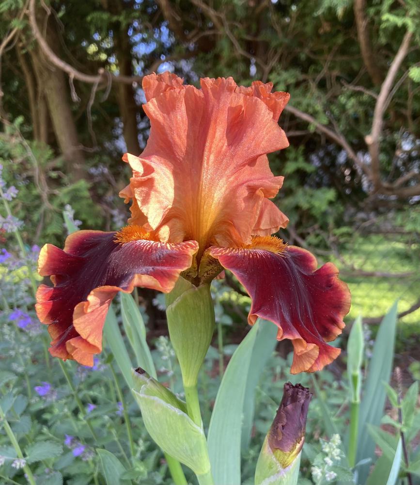Photo of Tall Bearded Iris (Iris 'Copatonic') uploaded by sucrose