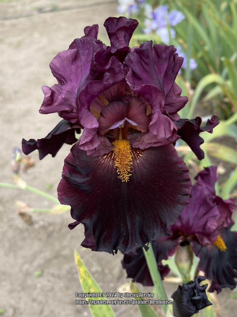 Photo of Tall Bearded Iris (Iris 'Night Whispers') uploaded by Henhouse