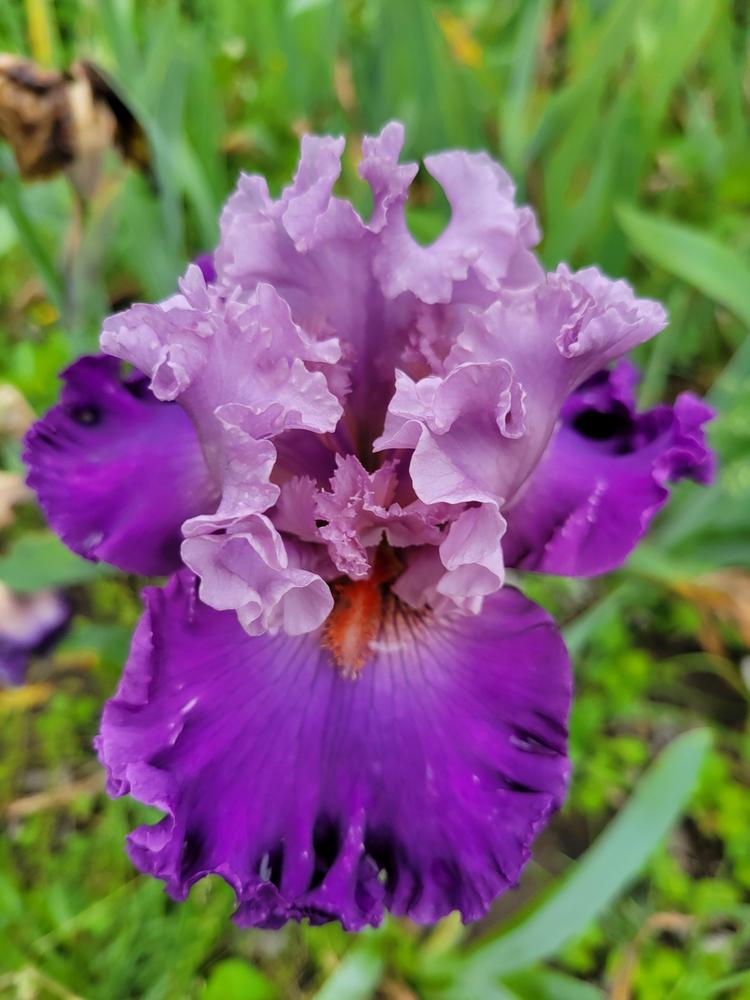 Photo of Iris 'Word For Word' uploaded by KyDeltaD