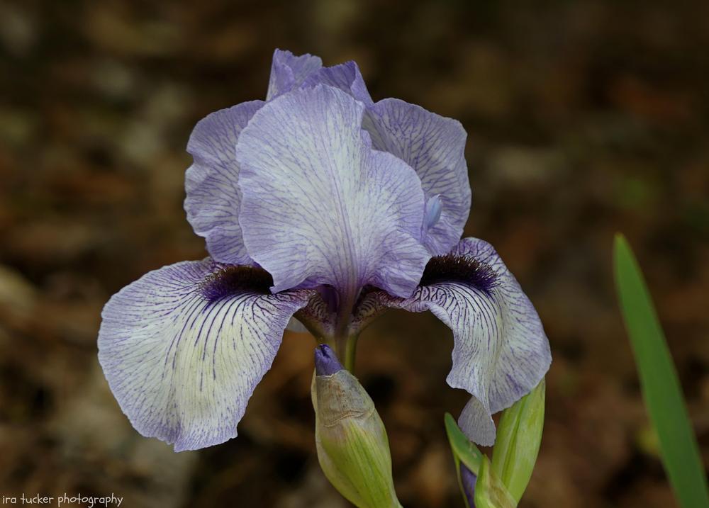 Photo of Arilbred Iris (Iris 'Walker Ross') uploaded by drirastucker