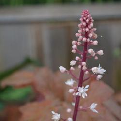 Location: an Oklahoma City garden
Date: 2024-05-05
coloration of flower spike and blooms makes this feature stand ou