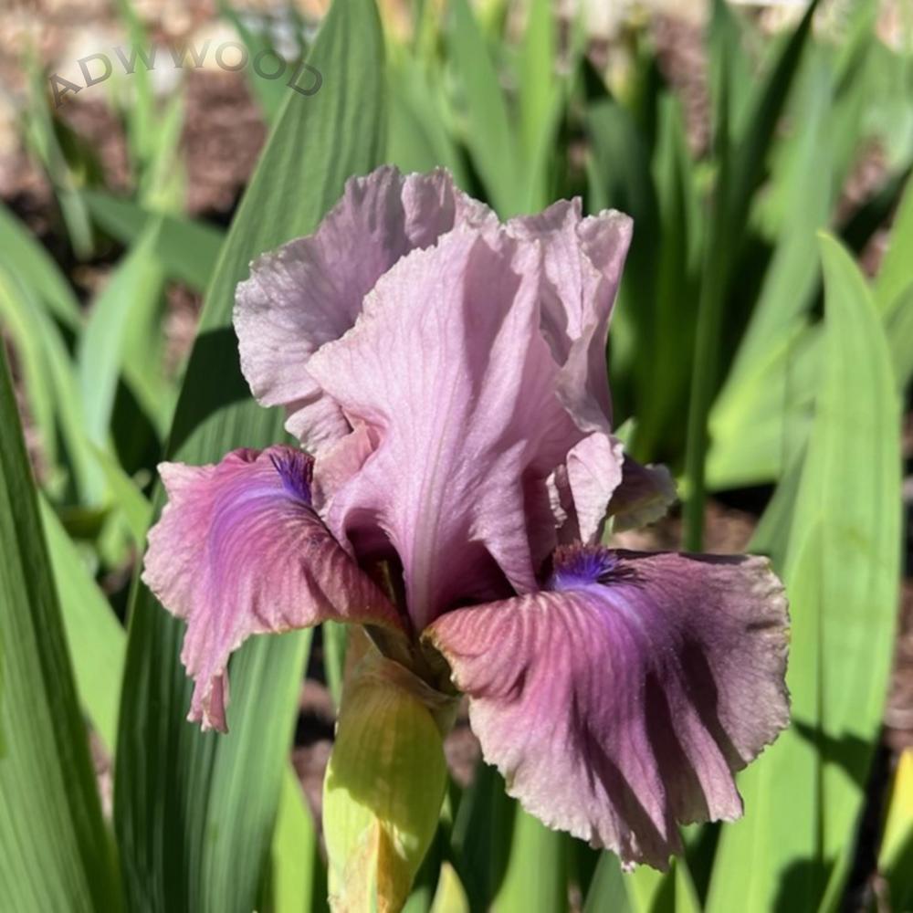 Photo of Intermediate Bearded Iris (Iris 'Talk Magic') uploaded by ADWWood