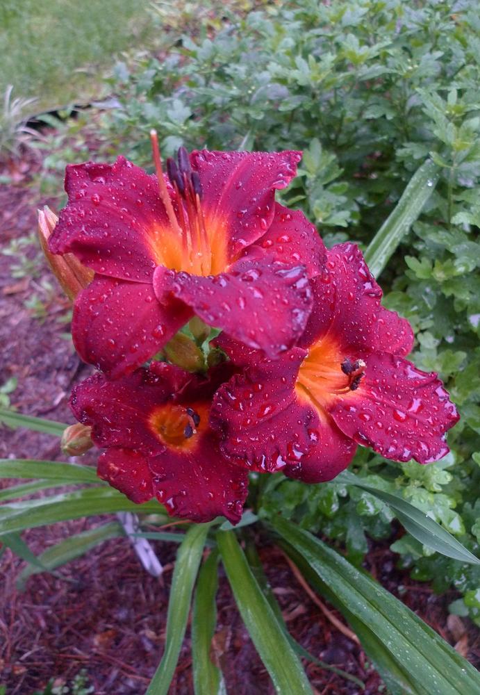 Photo of Daylily (Hemerocallis 'Substantial Heart') uploaded by DeweyRooter